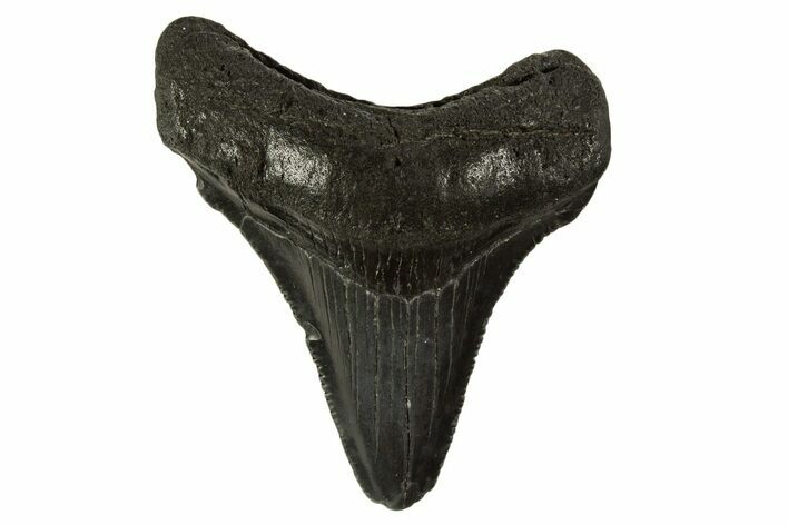 Serrated, Juvenile Megalodon Tooth - South Carolina #332125